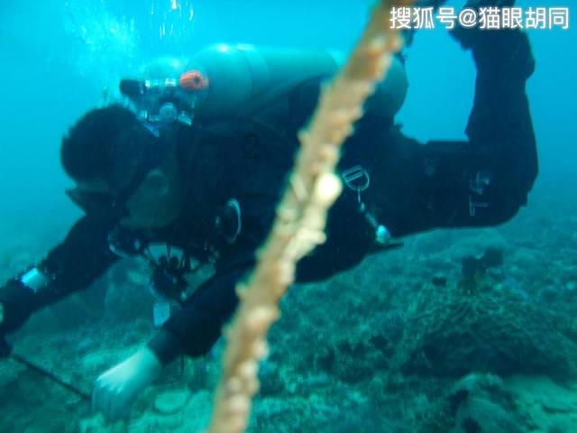 光环虾仔下载-专业机智问答网页